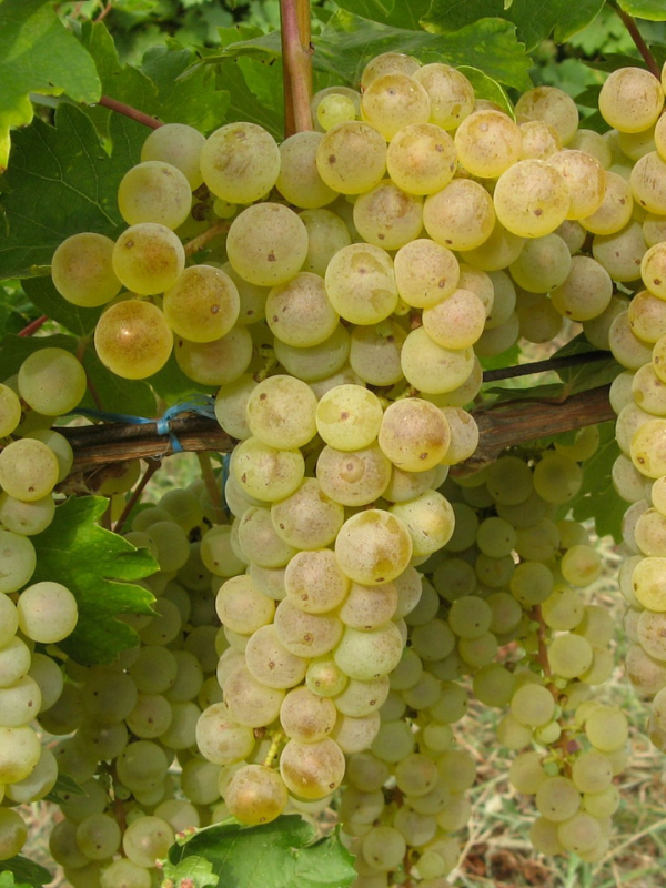 Feteasca Alba