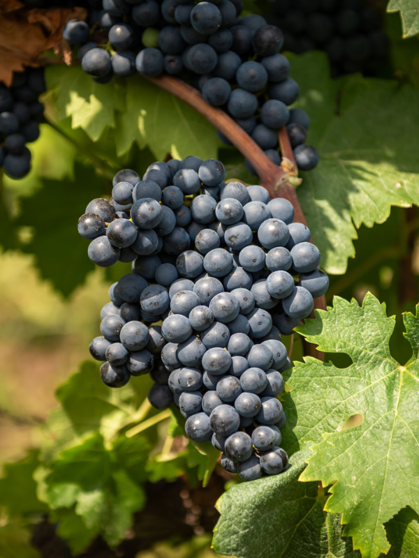 Negru de Dragasani