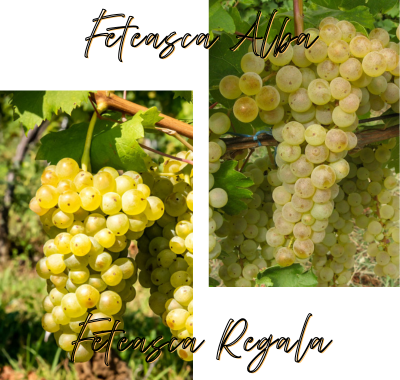 romania_white