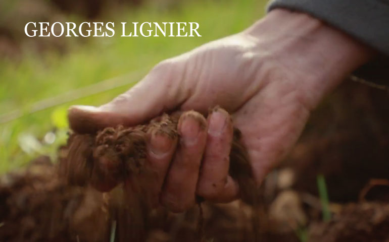 lignier3.jpg